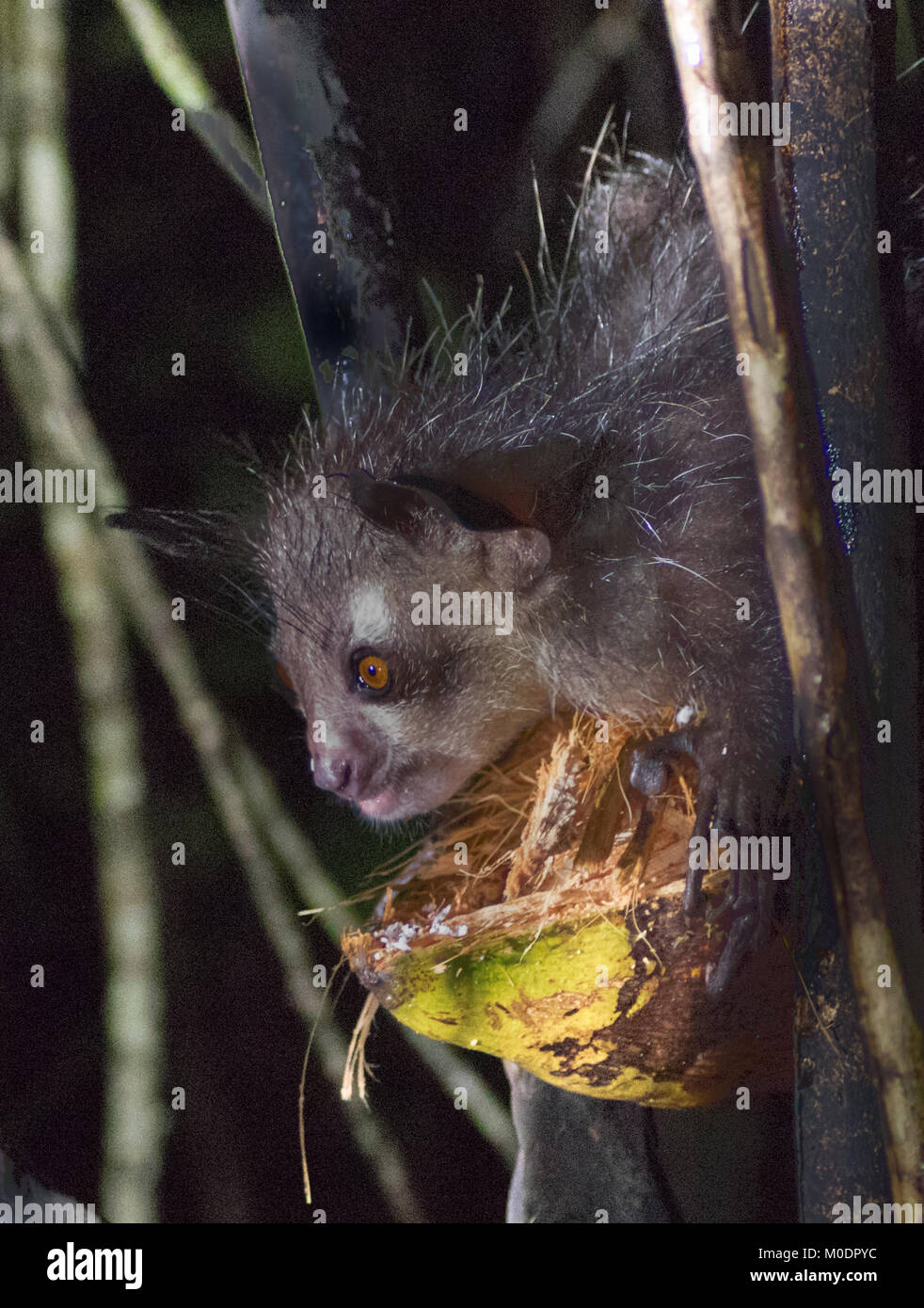Un Aye Aye se nourrissent d'une noix de coco dans la forêt tropicale de Madagascar Banque D'Images