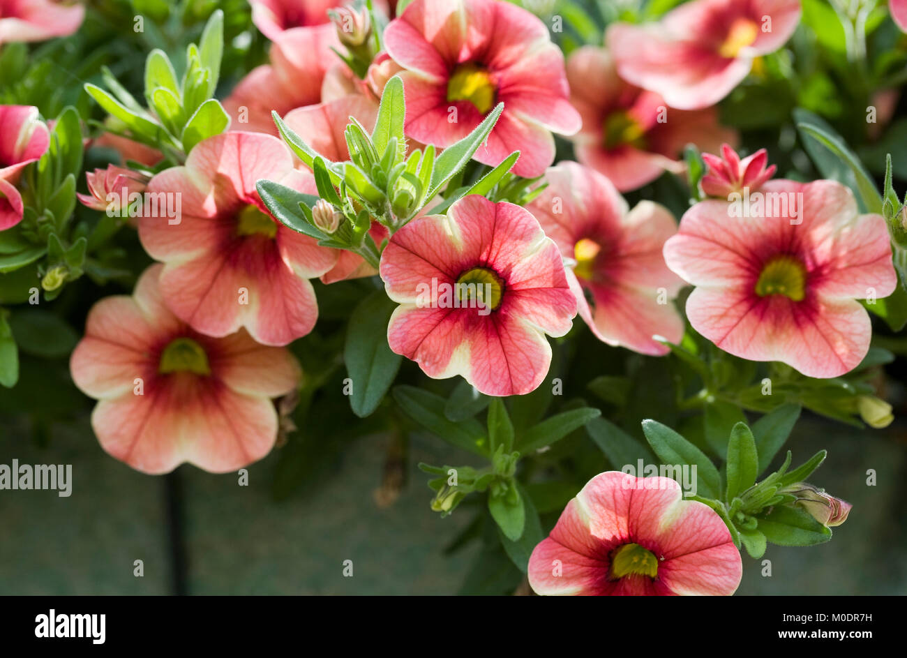 Calibrachoa 'Caloha Classic Yellow' fleurs. Banque D'Images