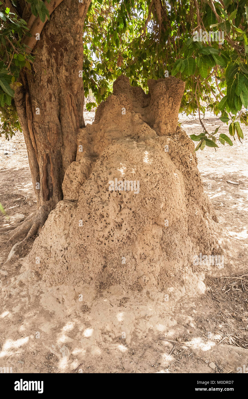 Une termitière sous un arbre, au Burkina Faso (Afrique de l'Ouest) Banque D'Images