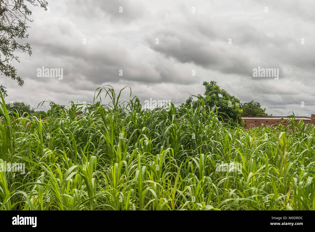 Un champ de mil sur un jour de tempête et nuageux, Burkina Faso Banque D'Images
