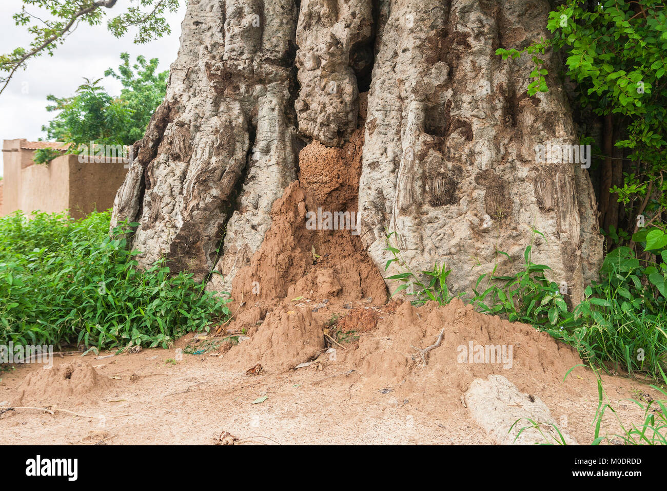 Une termitière construit dans un Baobab (Adansonia digitata), Ouagadougou, Burkina Faso Banque D'Images