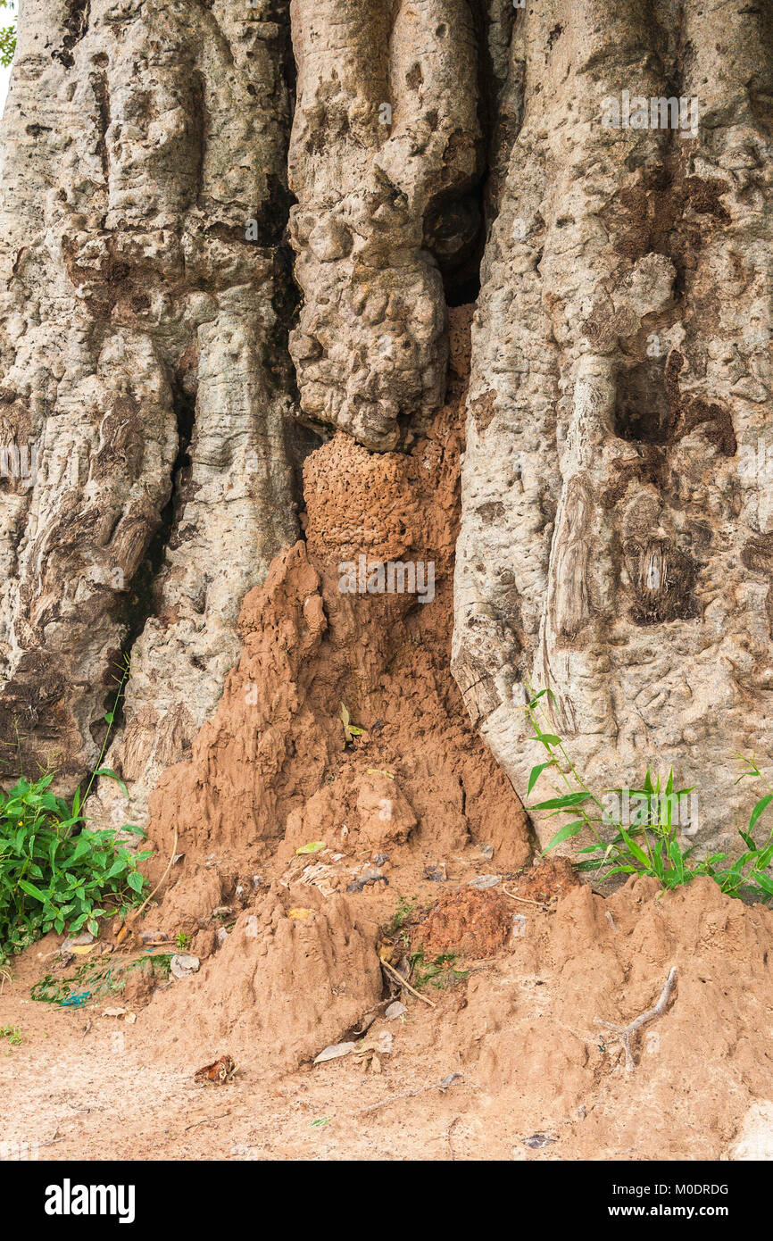 Une termitière construit dans un Baobab (Adansonia digitata), Ouagadougou, Burkina Faso Banque D'Images