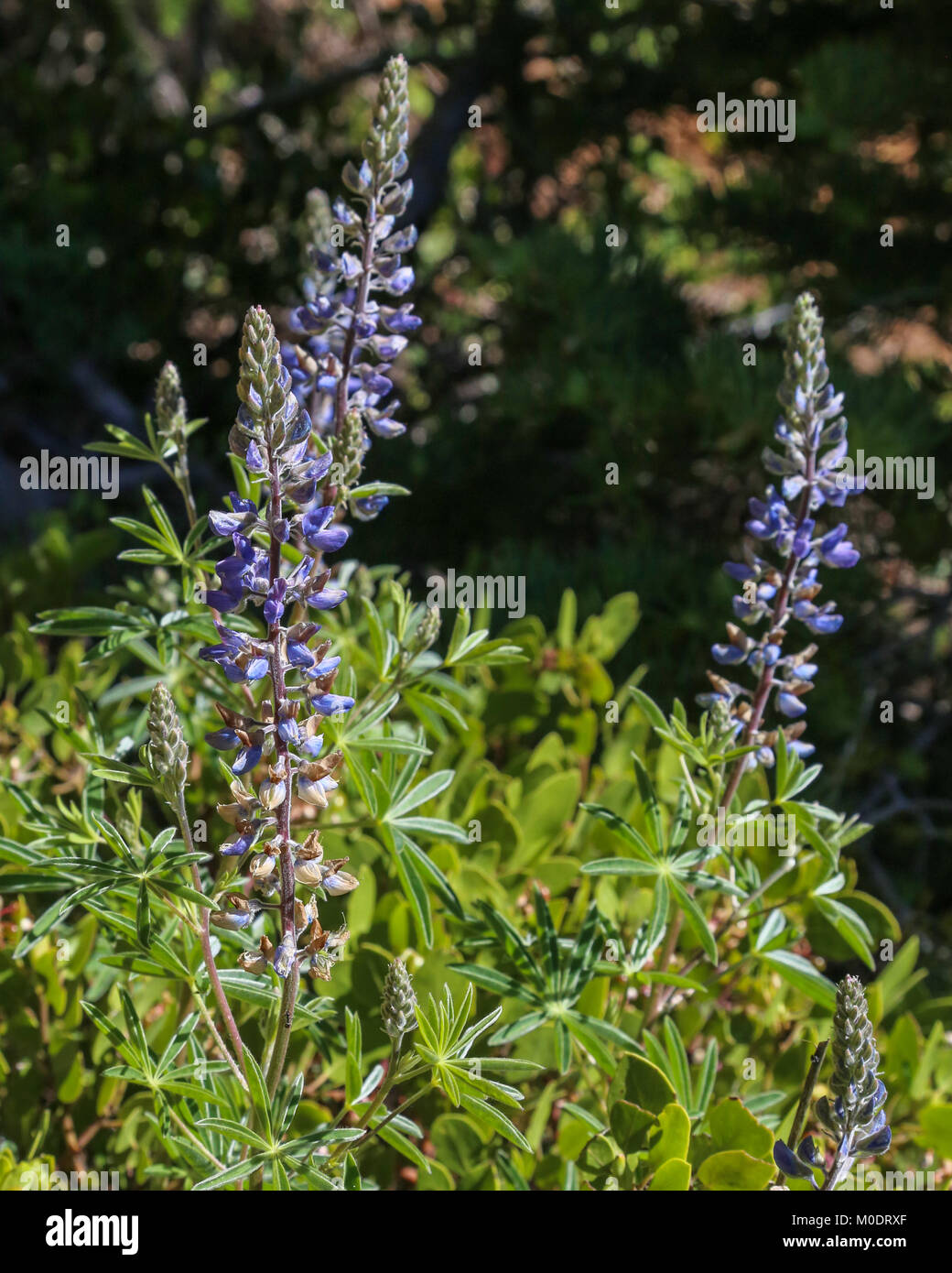 Les fleurs de printemps le long du sentier en boucle de Bristlecone, Bryce National Park, Kanab, UT Banque D'Images