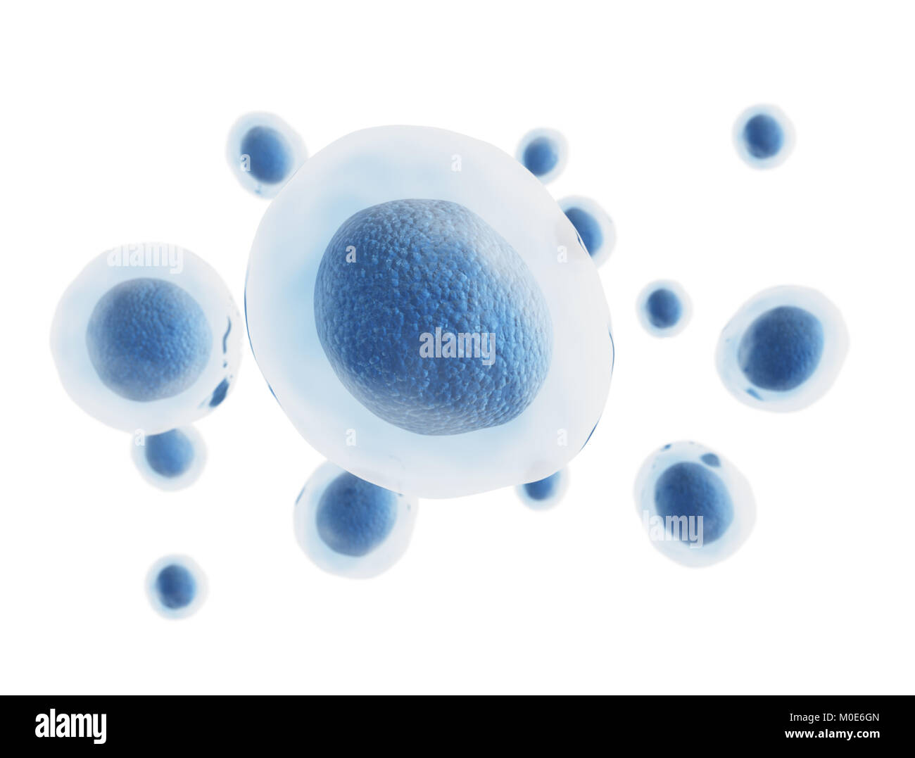 Illustration en rendu 3D de cellules humaines isolées sur fond blanc Banque D'Images