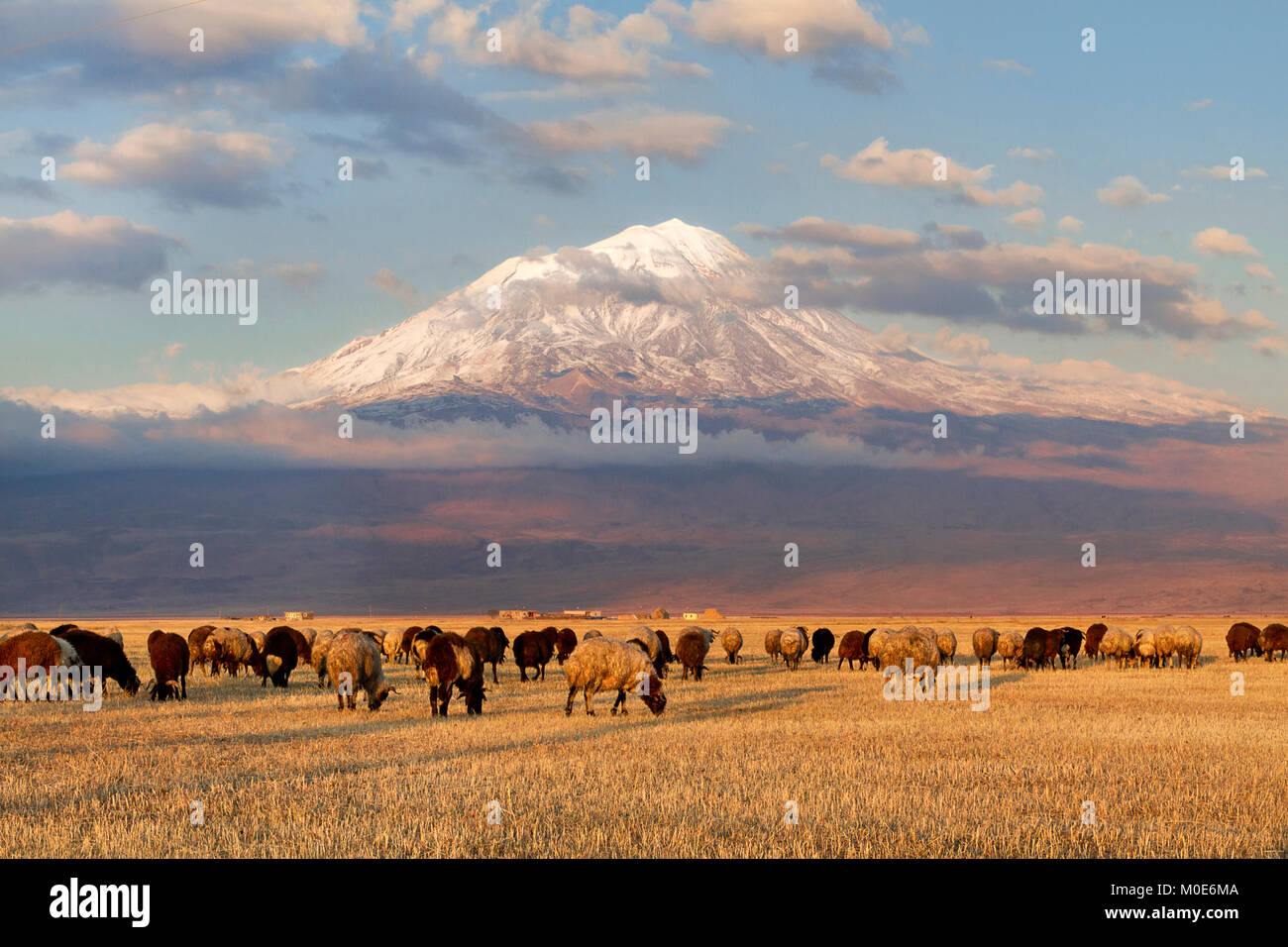 Le mont Ararat et troupeau de moutons dans l'Est de la Turquie Banque D'Images
