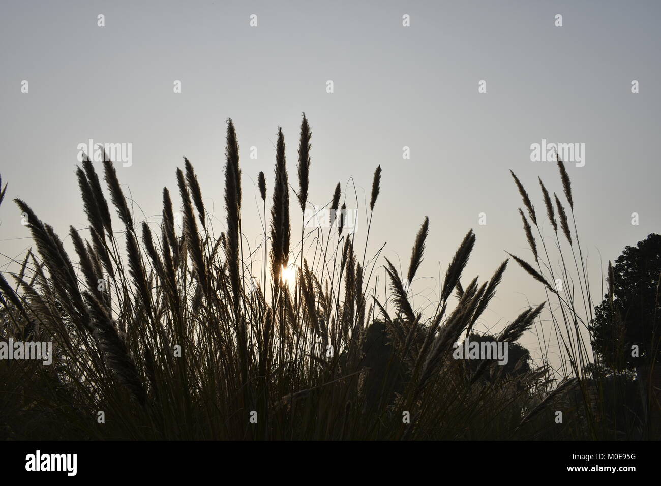 L'herbe longue avec soleil du soir derrière lumineux Banque D'Images