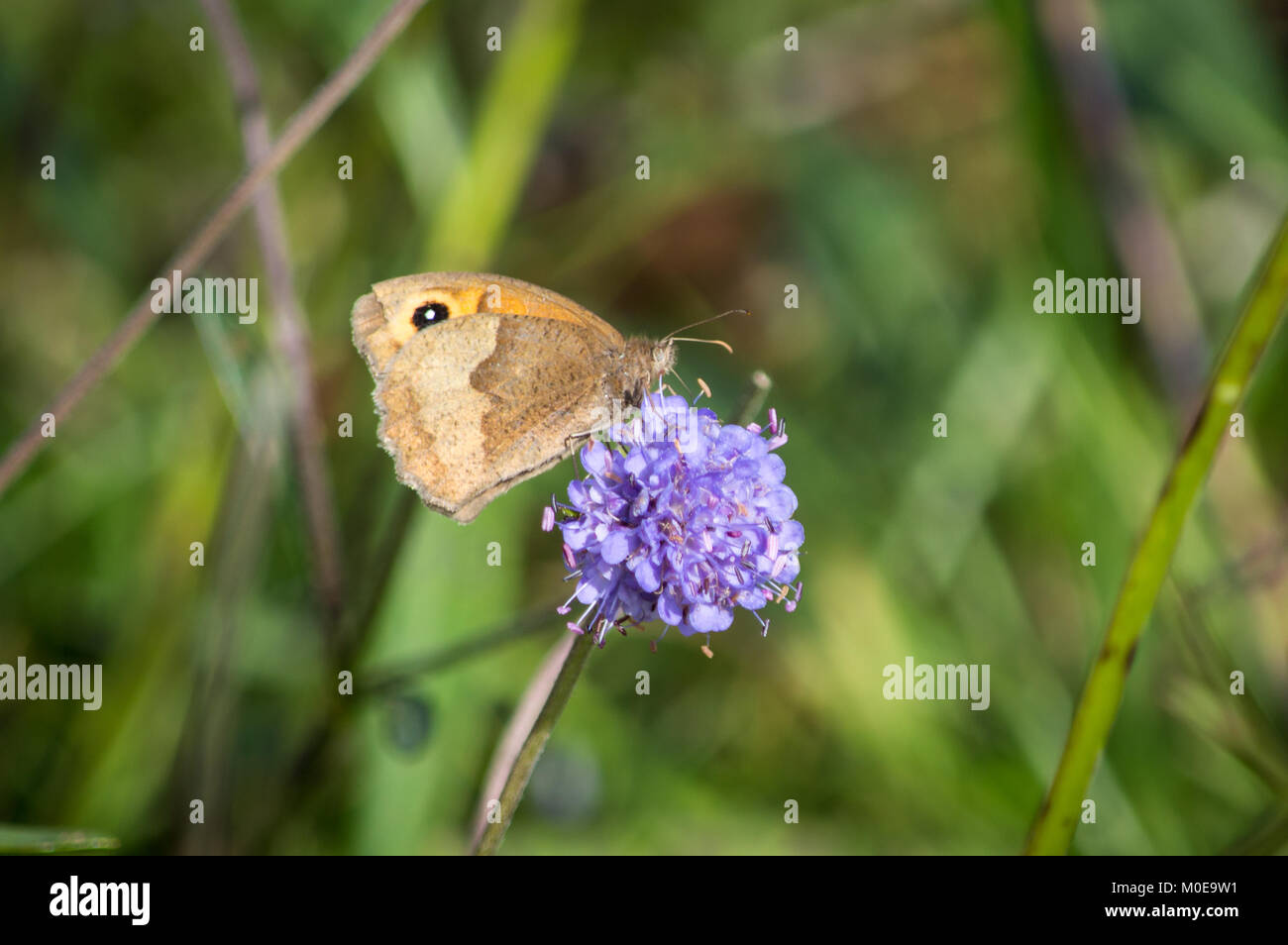 Meadow brown butterfly se nourrissant de Devil's bit scabious Banque D'Images