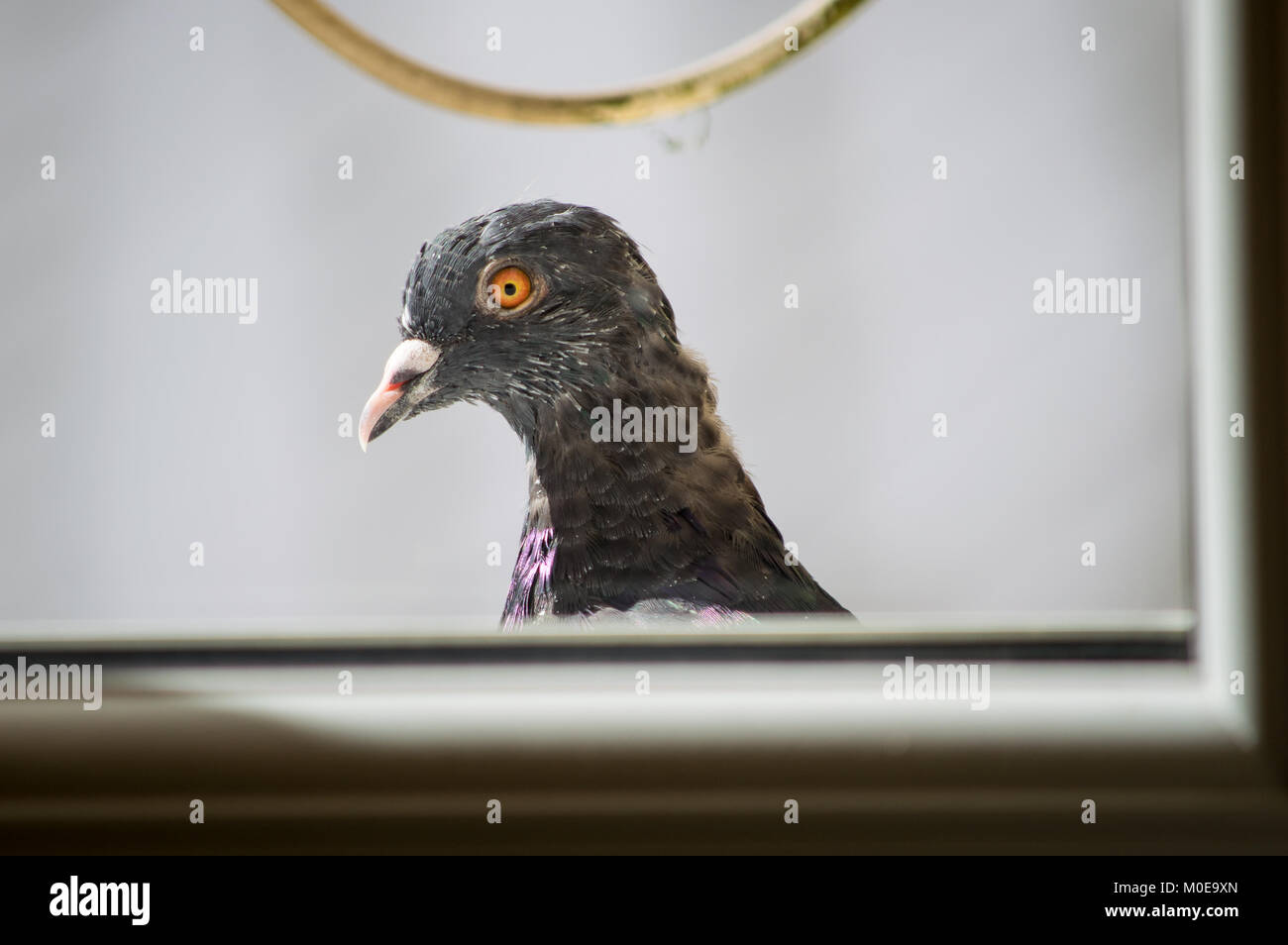 Un jeune pigeon jette par la fenêtre Banque D'Images