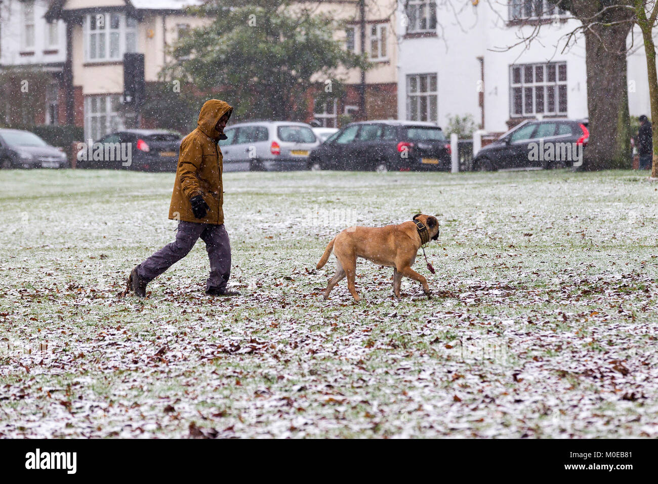 Northampton. Météo Royaume-uni, Abington park. 21 janvier 2018. La neige et le Show ce matin n'est pas dissuader les gens de marcher leurs chiens. La prévision est la pluie cet après-midi. Credit : Keith J Smith./Alamy Live News Banque D'Images