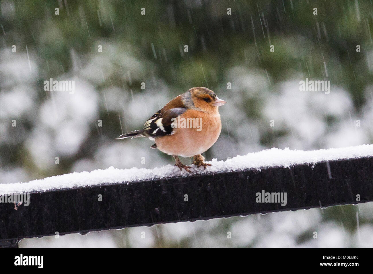 Cumbria UK 21 janvier 2018 Couth Cumbria Matin de la neige avant de prévisions de pluie havy Crédit .:Gordon Shoosmith/Alamy Live News Banque D'Images