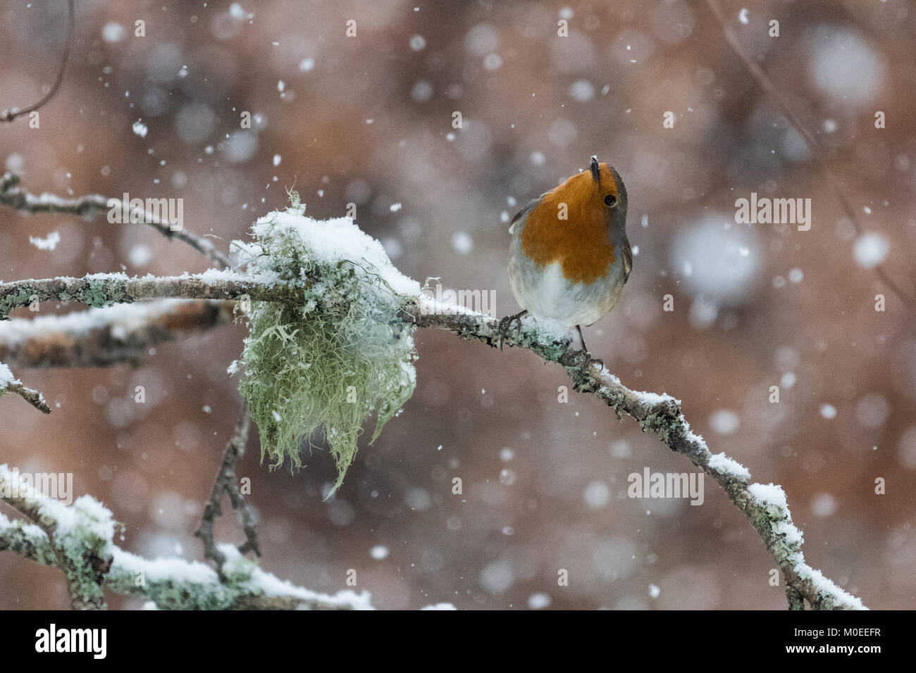 Killearn, Stirlingshire, Scotland, UK - 21 janvier 2018 : Royaume-Uni - un robin à la recherche de nourriture au cours d'une forte chute de neige dans le Stirlingshire village de Killearn Crédit : Kay Roxby/Alamy Live News Banque D'Images