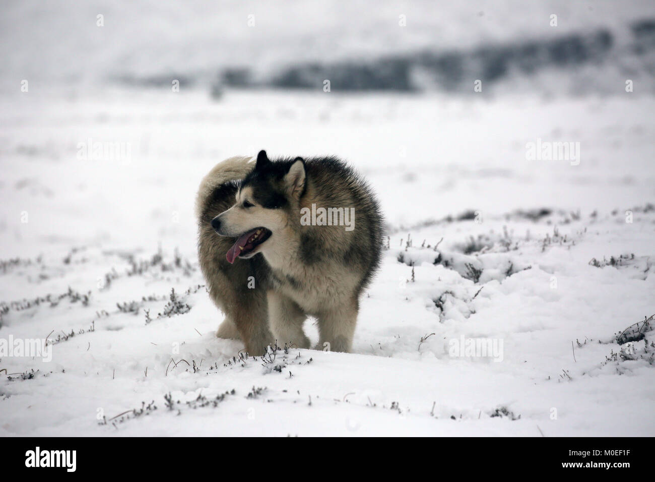 West Yorkshire, UK. Jan 21, 2018. Un chien malamute d'Alaska dans la neige sur Saddleworth Moor, West Yorkshire, le 20 janvier, 2018 (C)Barbara Cook/Alamy Live News Crédit : Barbara Cook/Alamy Live News Banque D'Images