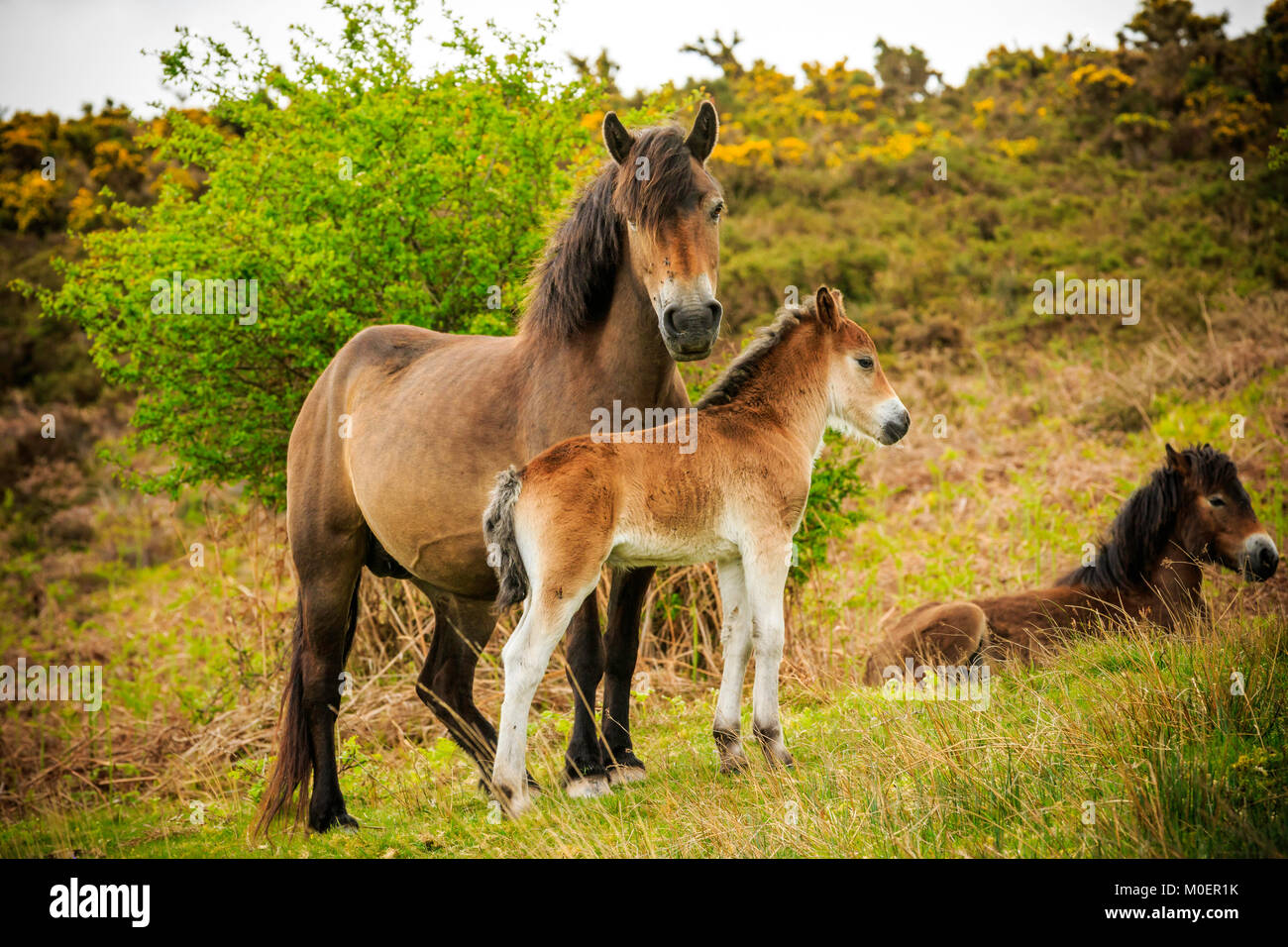 Poneys Exmoor & Poulains Banque D'Images