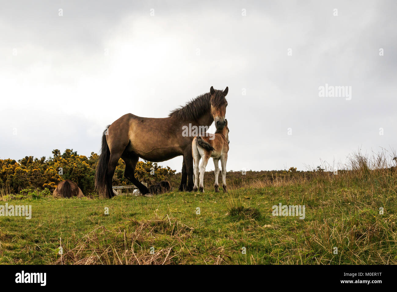 Poneys Exmoor & Poulains Banque D'Images