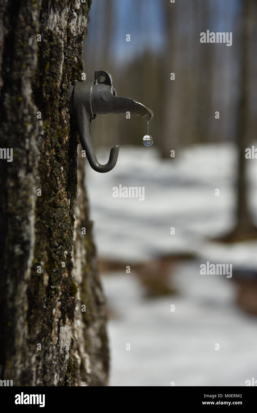 L'eau d'érable sucré passant d'un bec exploité dans un arbre, magnifiant la forêt en arrière-plan. Banque D'Images