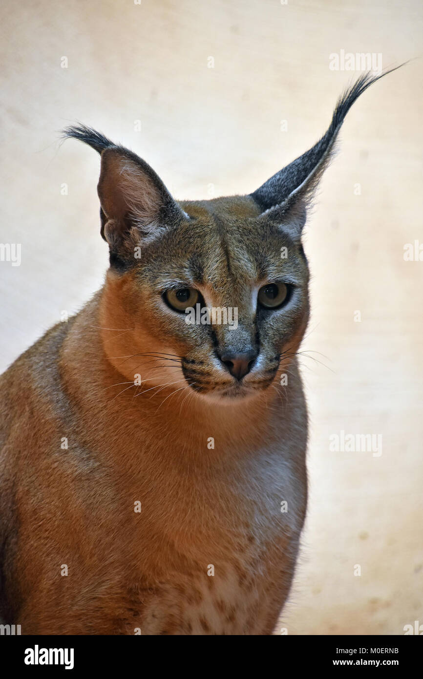 Portrait d'un caracal, petit chat sauvage africain connu pour noir de longues oreilles, looking at camera, low angle view Banque D'Images
