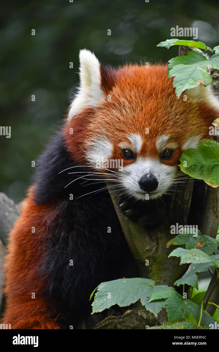 Sitting Cute Panda Banque D Image Et Photos Alamy Sitting Cute Panda Banque D Image Et Photos Alamy