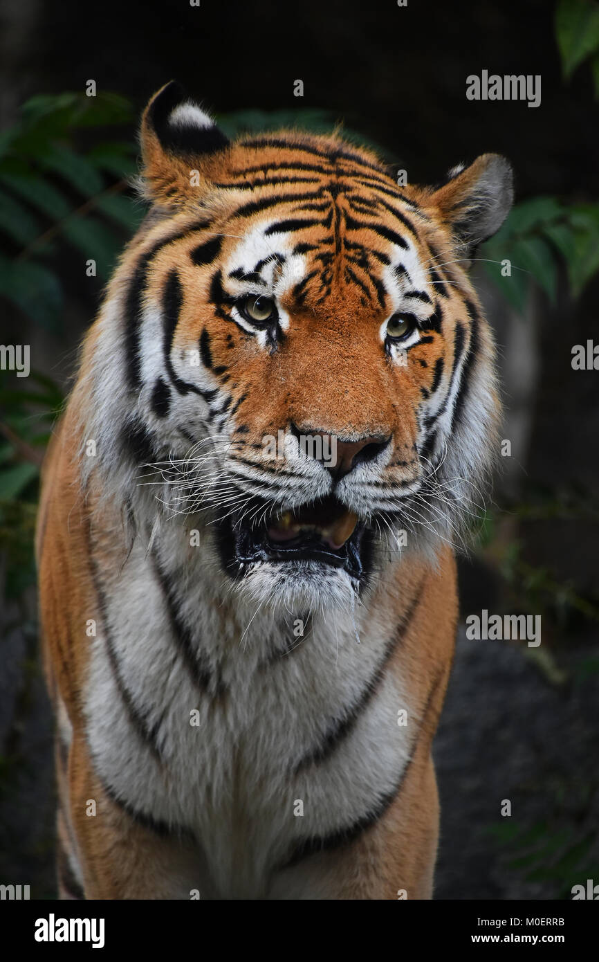 Close up portrait of mature mâle Siberian Tiger Banque D'Images