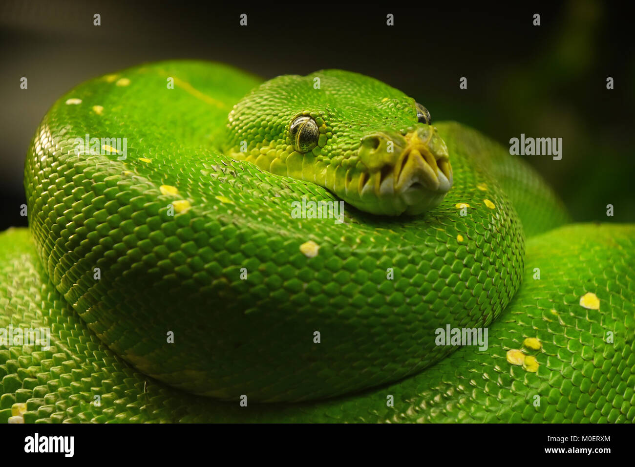 Close up portrait of beautiful Green Tree python (Morelia viridis) en regardant dans la caméra, low angle view Banque D'Images