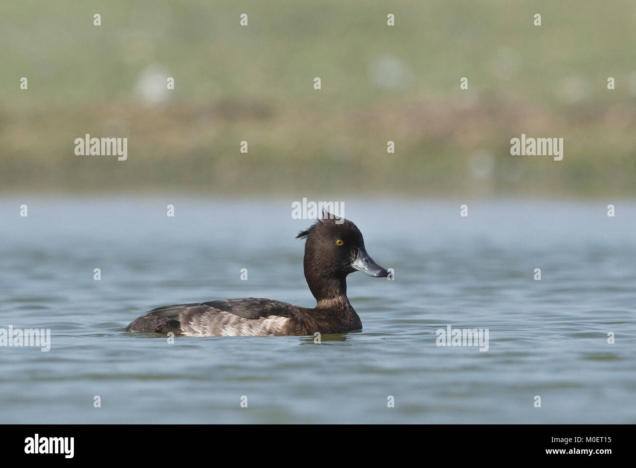 Canard touffeté (Aythya fuligula) au sanctuaire d'oiseaux de Thol, Gujarat, Inde Banque D'Images