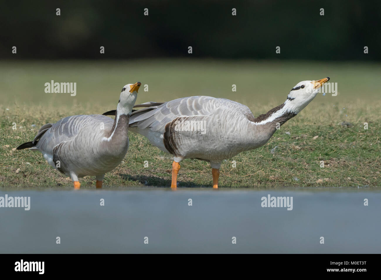 Oies à tête de bar (Anser indicus) en train de boire au sanctuaire d'oiseaux de Thol, Gujarat, Inde Banque D'Images