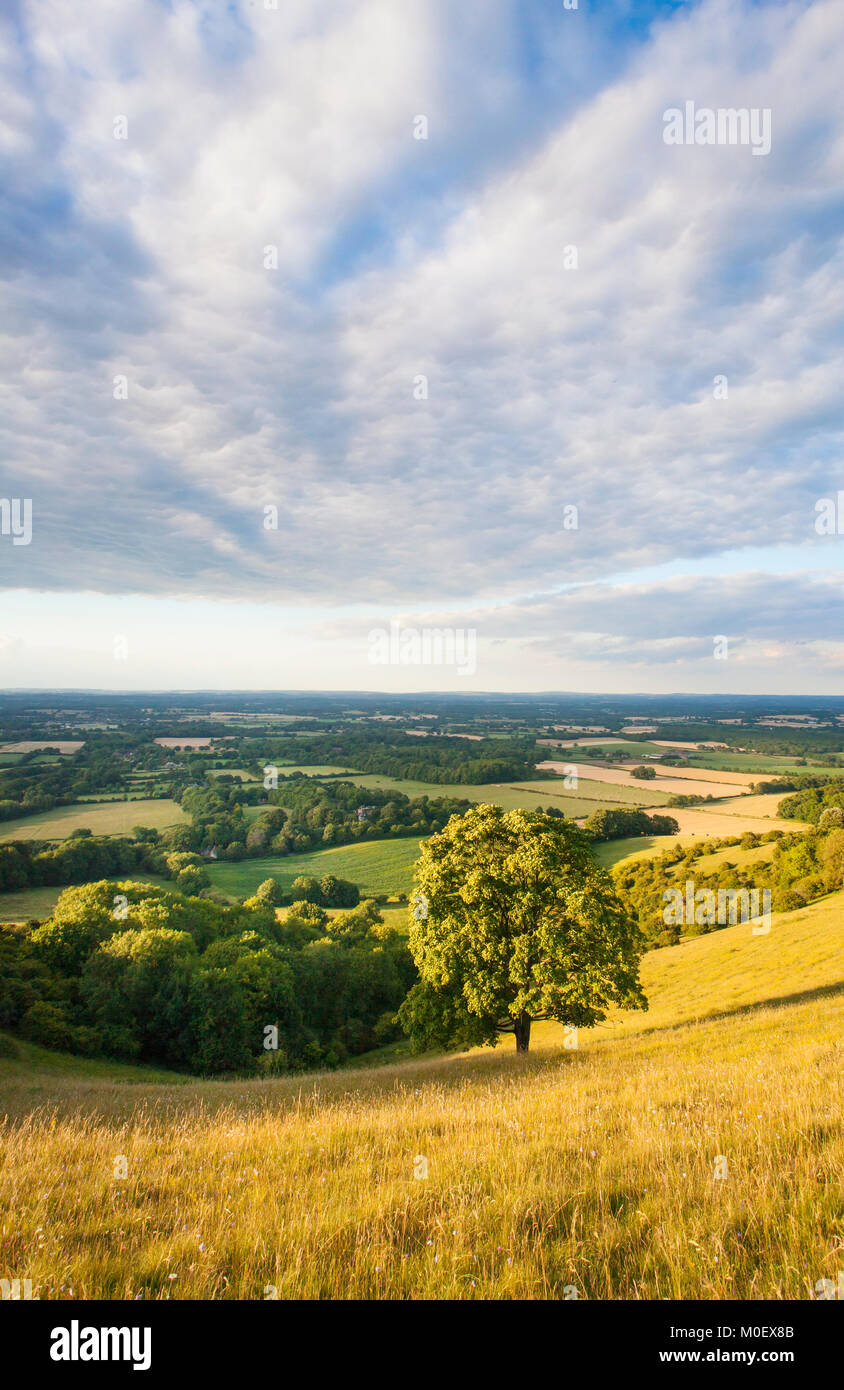 Vue depuis les South Downs, le parc national de South Downs, Plumpton, East Sussex, Royaume-Uni. Juillet Banque D'Images
