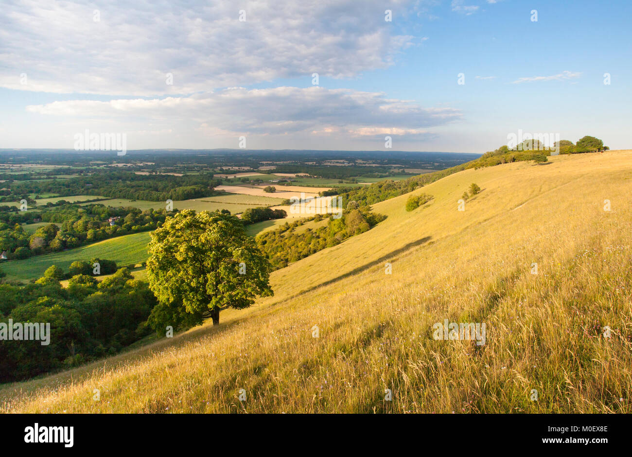 PRAIRIE DE FLEURS SAUVAGES dans le parc national de South Downs, Plumpton, East Sussex, Royaume-Uni. Juillet Banque D'Images