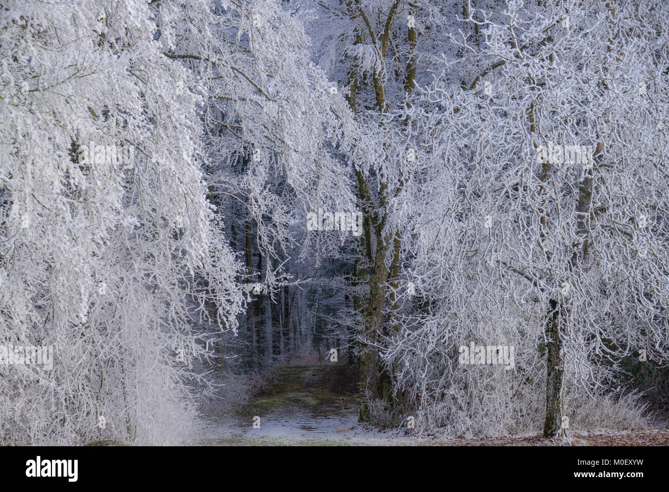 Sentier à travers la forêt gelée, l'Argovie, Suisse Banque D'Images