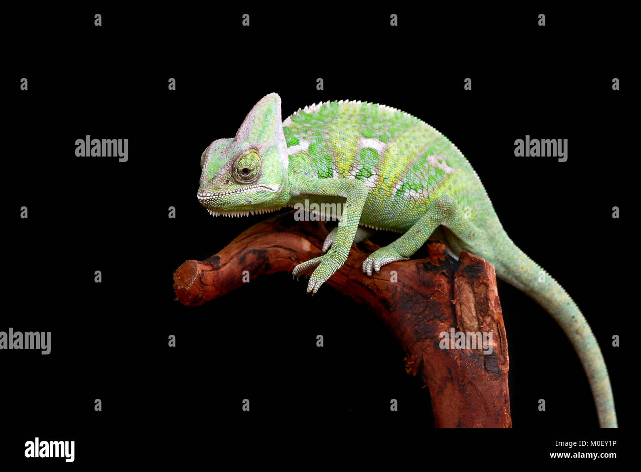 Chameleon voilée sur une branche Banque D'Images
