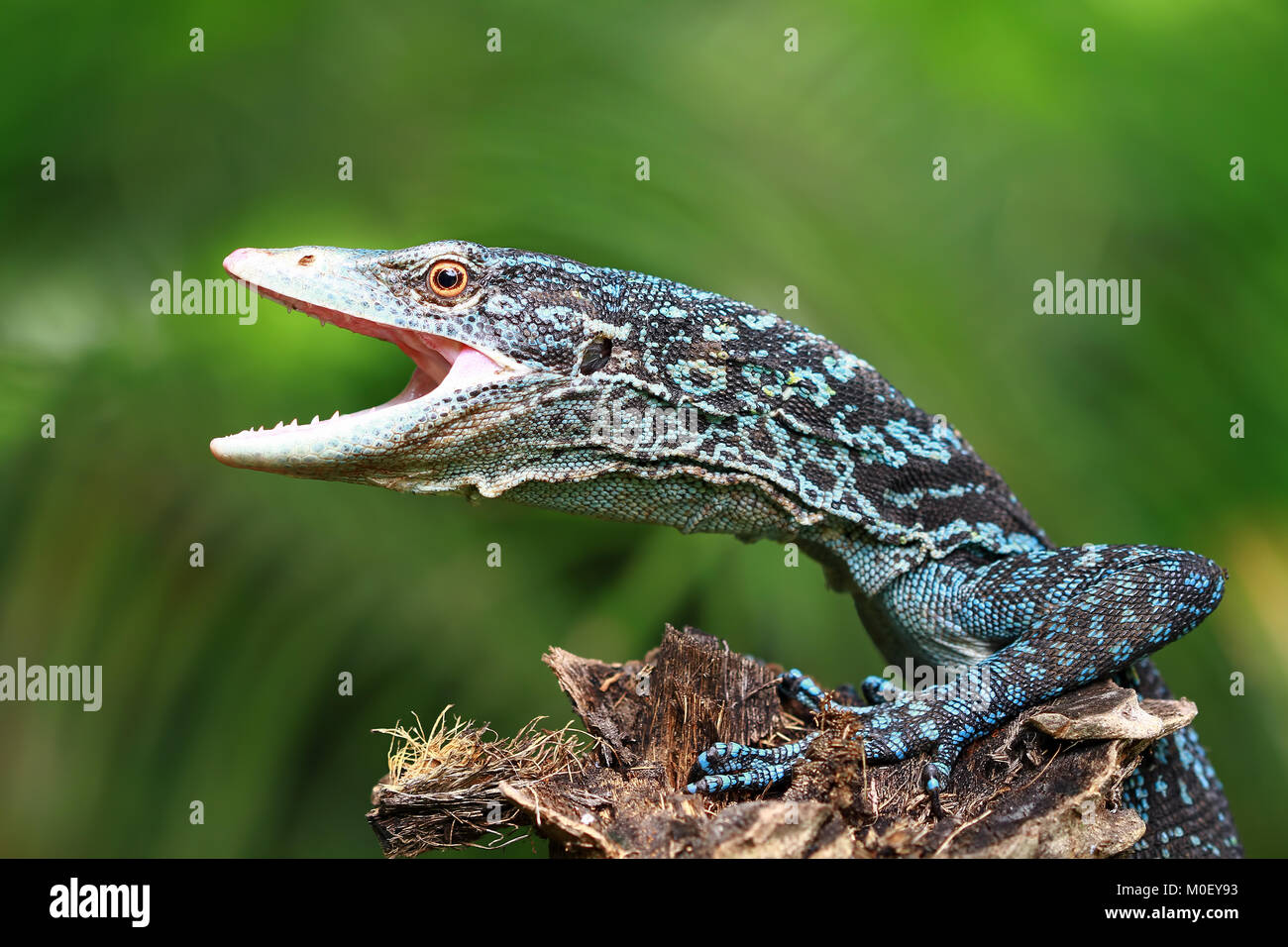 Lizard sur un arbre avec la bouche ouverte Banque D'Images
