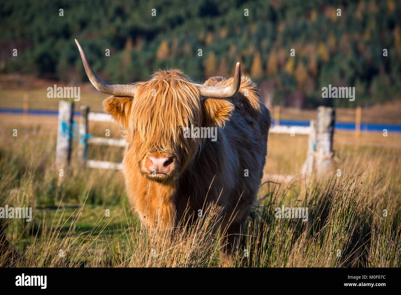 Dans la campagne écossaise Highland cattle Banque D'Images