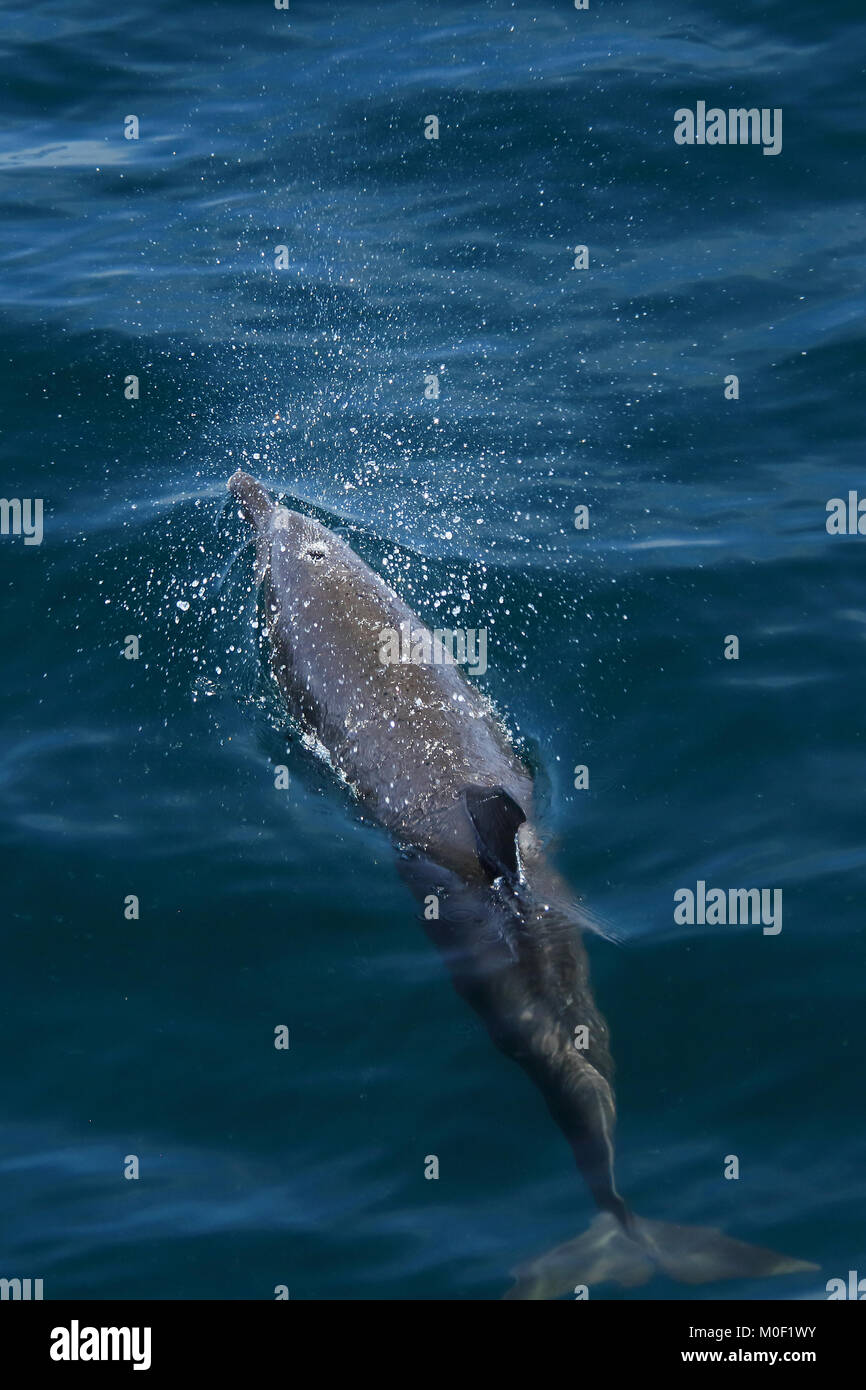 Dauphin tacheté pantropical (Stenella atténuer) soufflant dans évent. Péninsule de Papagayo, Guanacaste, Costa Rica. Juin 2018. Banque D'Images