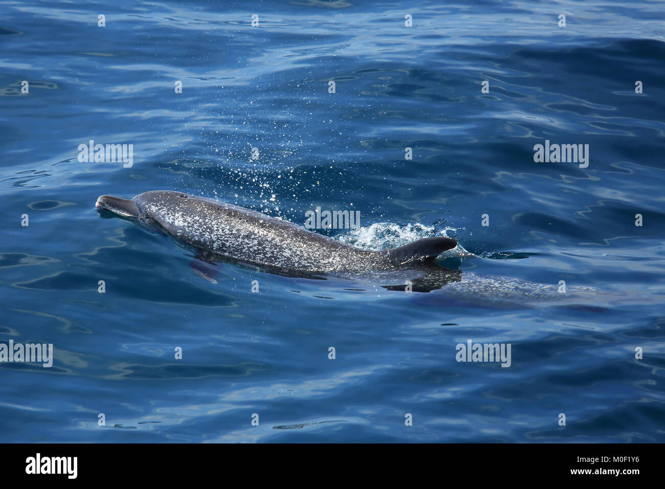 Dauphin tacheté pantropical (Stenella atténuer) à la surface. Péninsule de Papagayo, Guanacaste, Costa Rica. Juin 2018. Banque D'Images