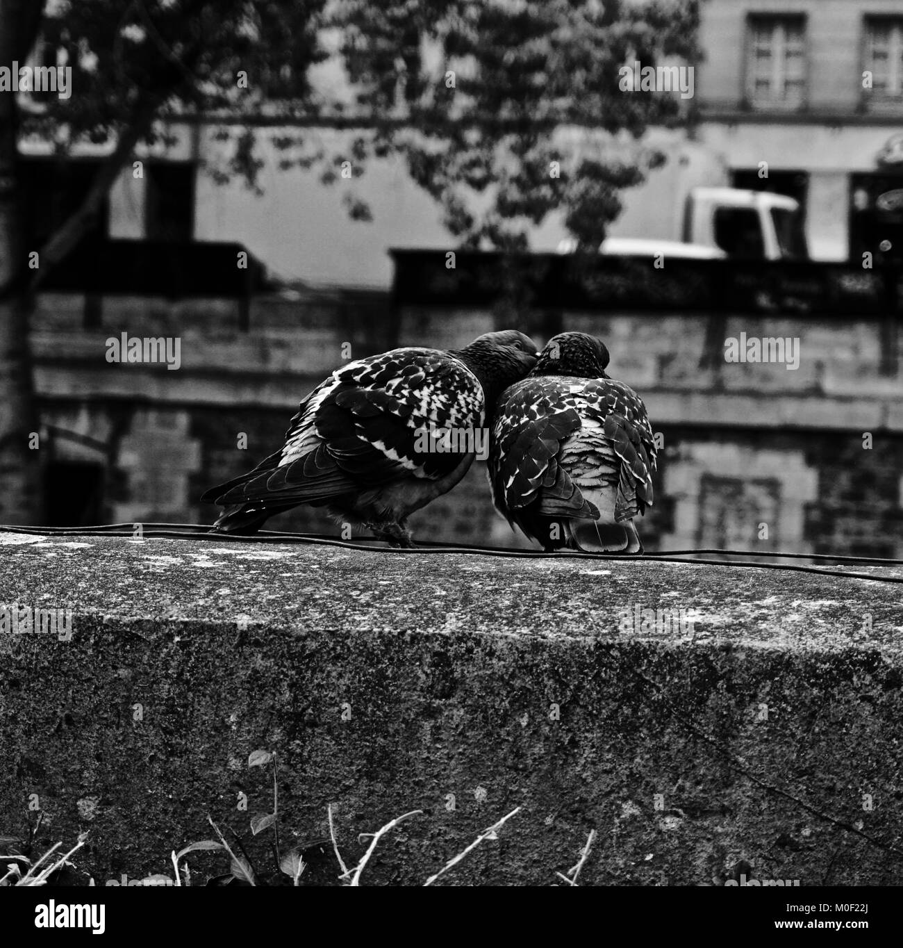 Amour Pigeon Banque D'Images