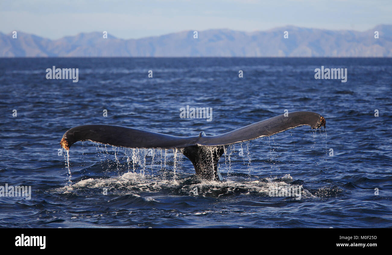 Baleine à bosse (Megaptera novaeangliae) tail Fluke. Péninsule de Papagayo, Guanacaste, Costa Rica. Janvier 2018. Banque D'Images
