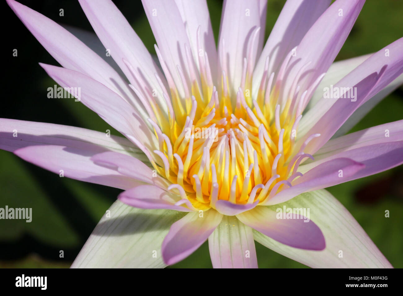 Fleur de lotus, gros plan de fleurs de lys d'eau Banque D'Images