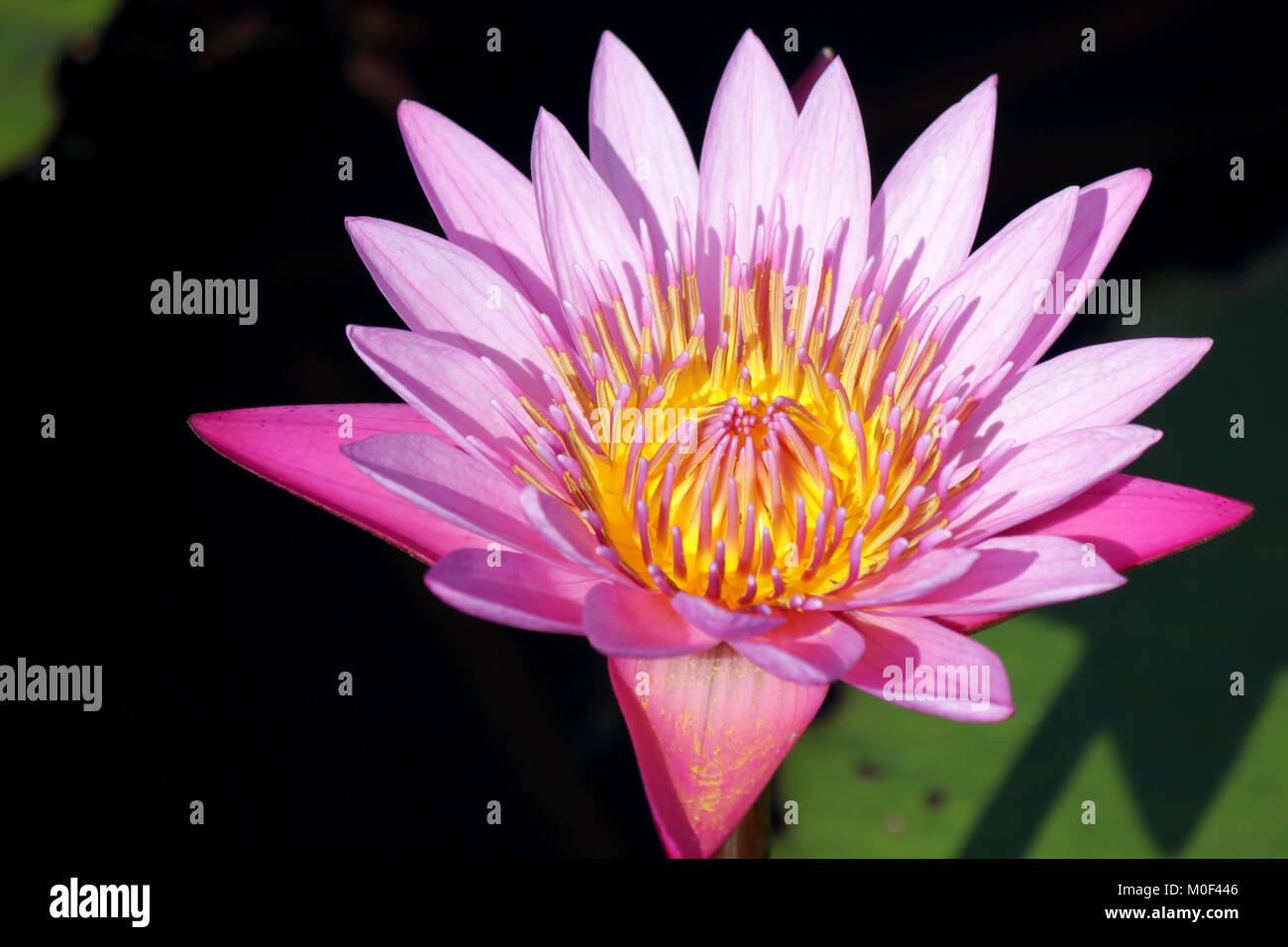 Fleur de lotus, gros plan de fleurs de lys d'eau Banque D'Images