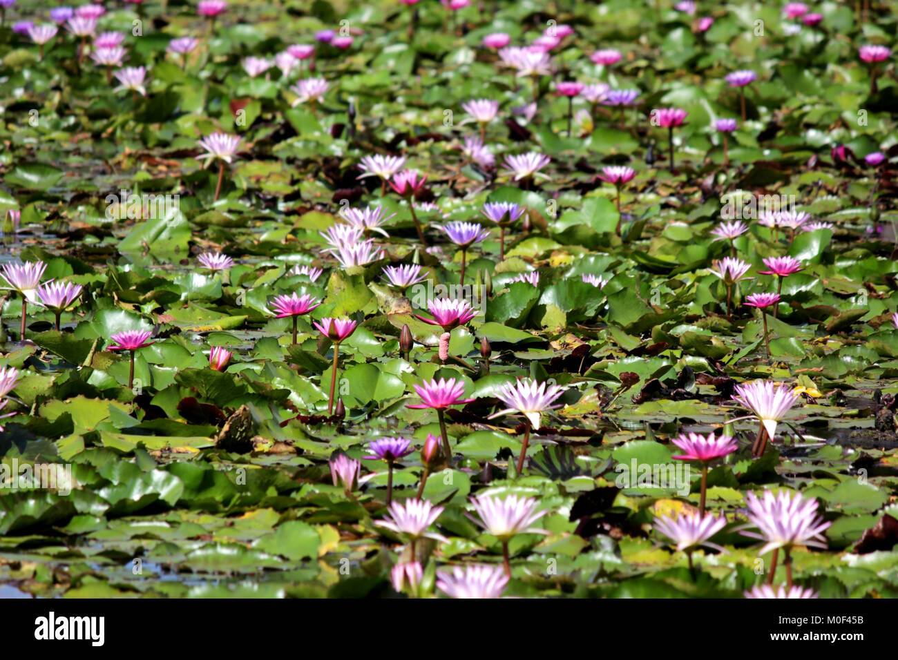 Fleur de lotus, tas de water lily in pond Banque D'Images