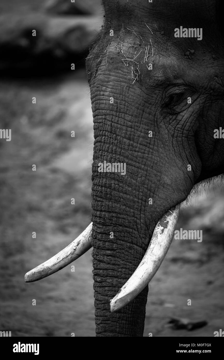 Le zoo de Chester elephant portrait en noir et blanc Banque D'Images