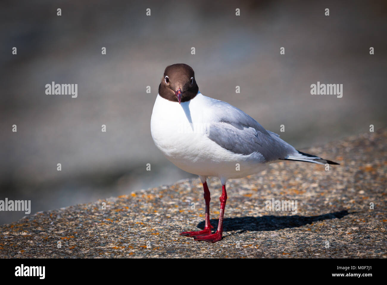 Mouette à tête noire Banque D'Images