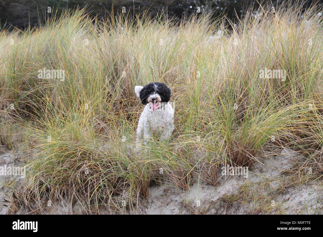 Chien d'eau espagnol aime à jouer dans les dunes de l'océan. Banque D'Images