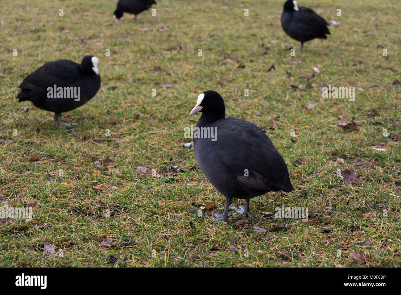 Foulque macroule sur une herbe Banque D'Images