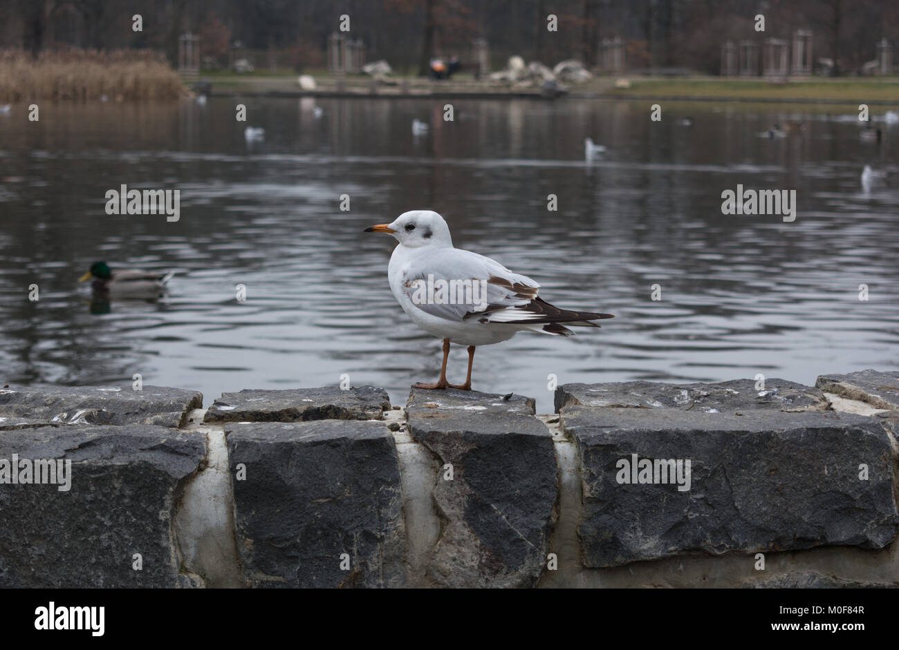 Sea Gull debout sur un rocher coast Banque D'Images