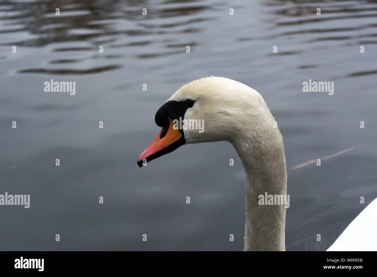 Swan tête portrait sur un lac Banque D'Images