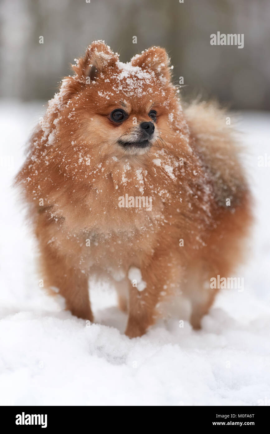 Spitz Pomeranian Bebe Jouant En Hiver Jour Photo Stock Alamy