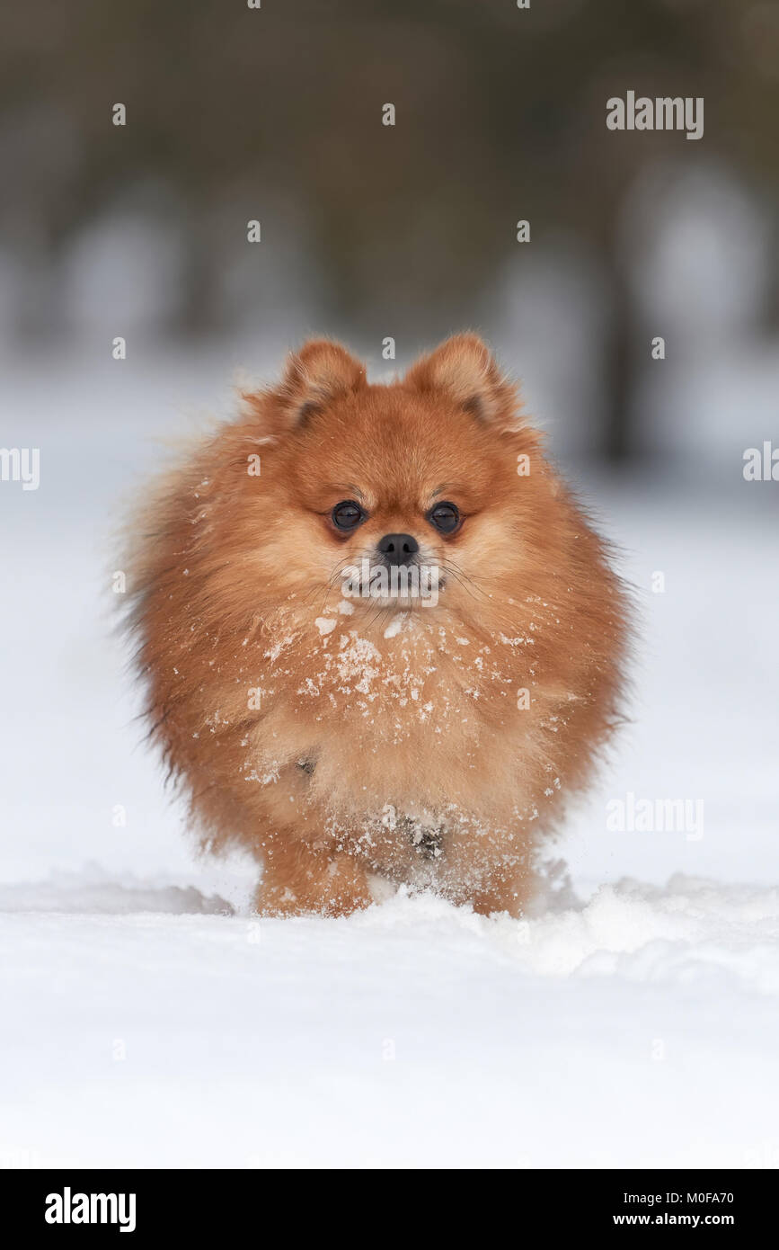 Spitz Pomeranian Bebe Jouant En Hiver Jour Photo Stock Alamy