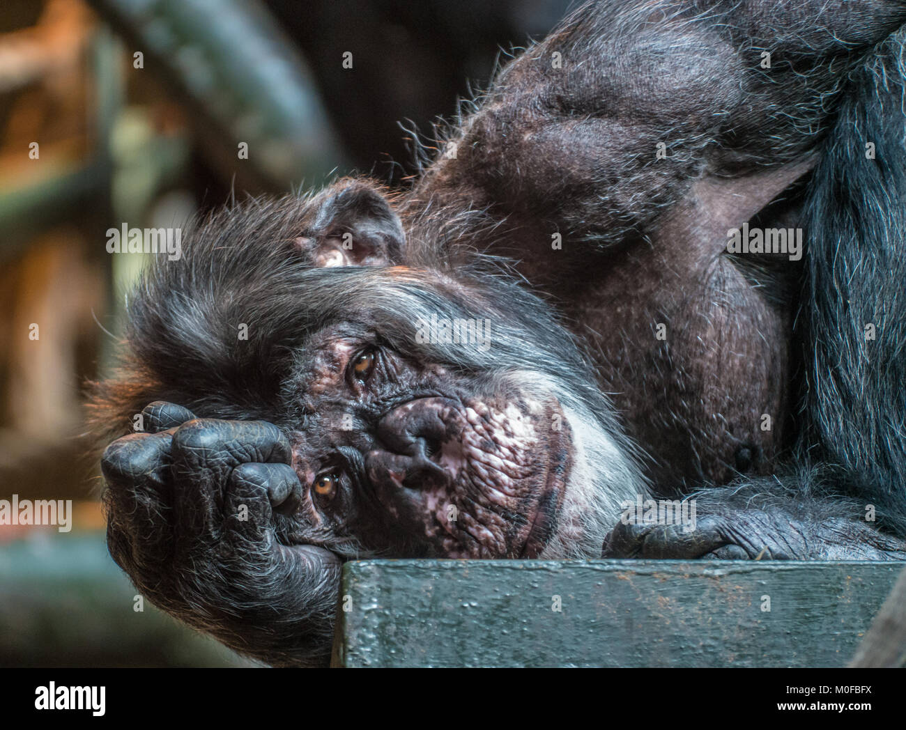Close-up of face chimpanzé portant sur son côté. Banque D'Images