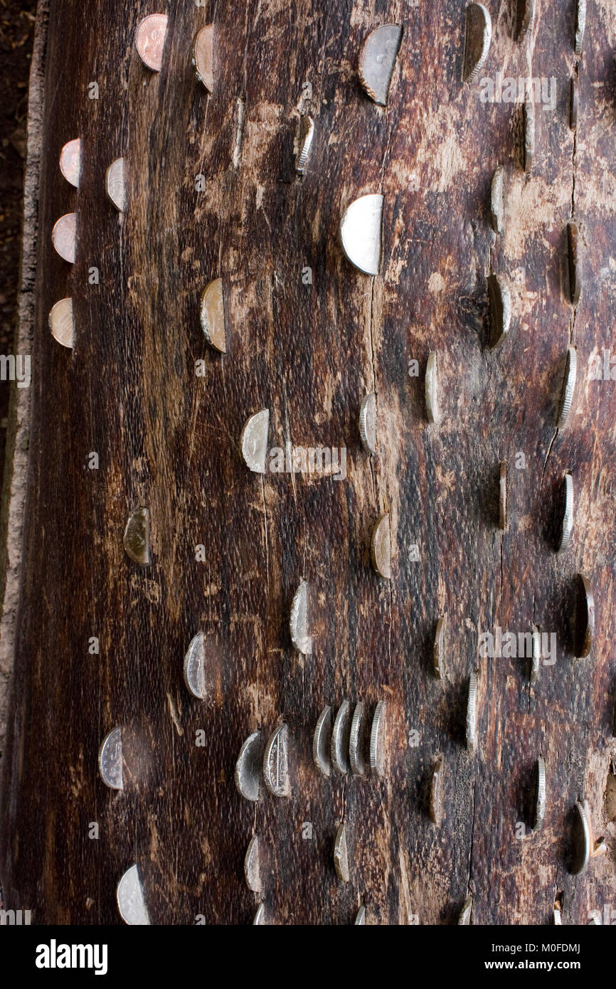 Coins impressionné en tronc d'arbres, forêt de Dean, en Angleterre Banque D'Images