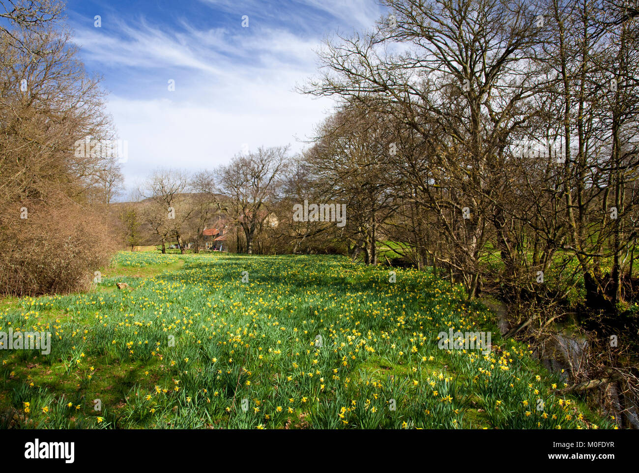 Les jonquilles par rivière Dove dans Farndale North York North Yorkshire Moors national park Banque D'Images