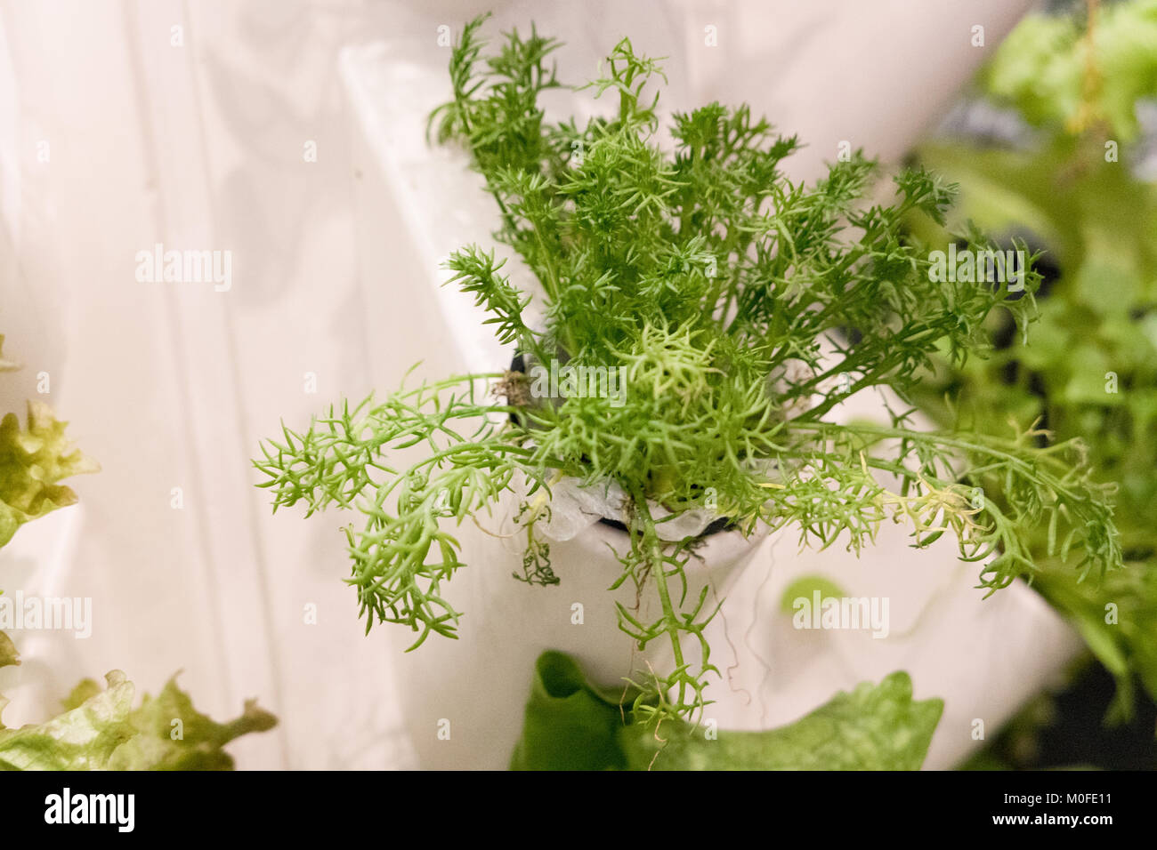 La culture de légumes sans sol Banque D'Images